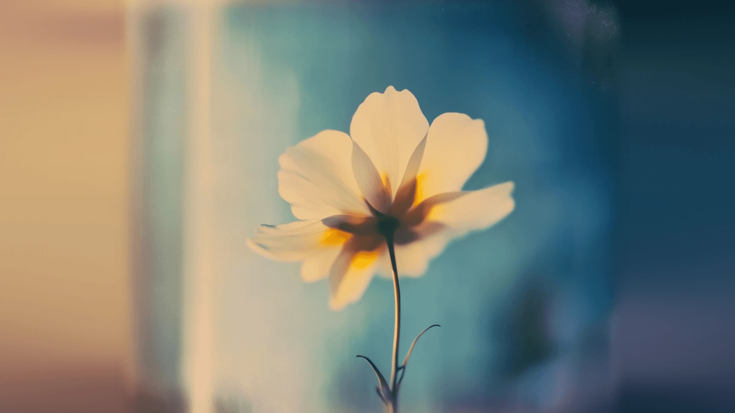 Aster Bloom background
