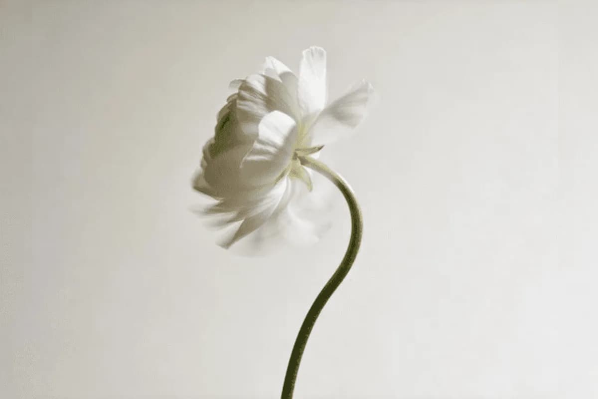 The art of white space in designing user interfaces