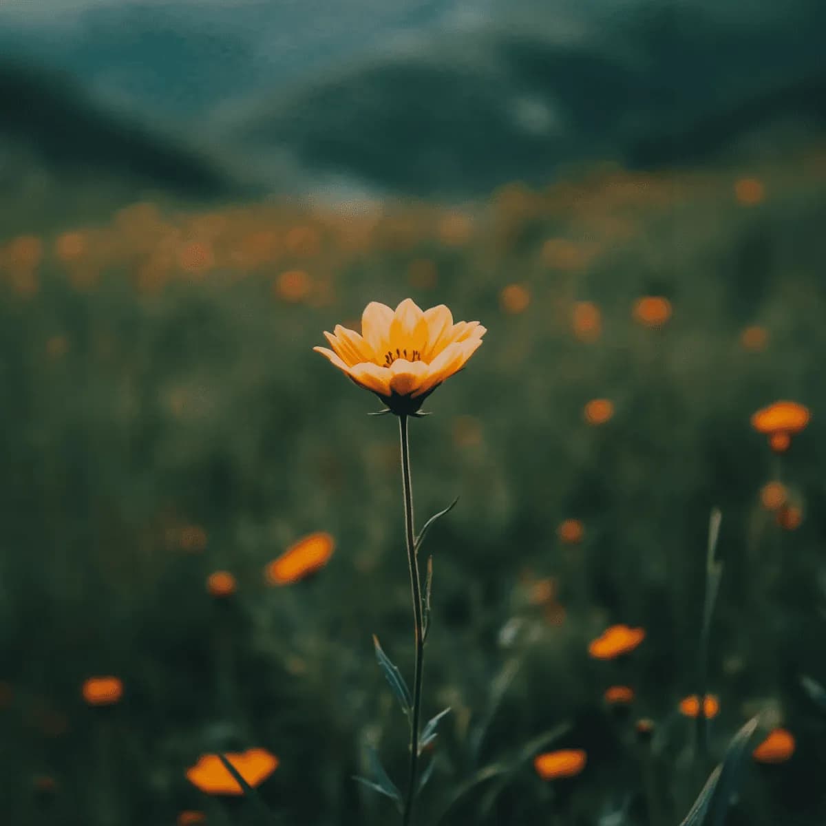 Aster Bloom gallery 1